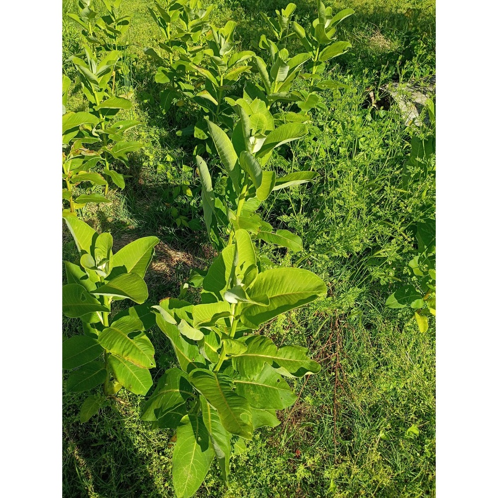 Common milkweed (Asclepias syriaca) 6-24" Plant Save The Monarch Butterflies